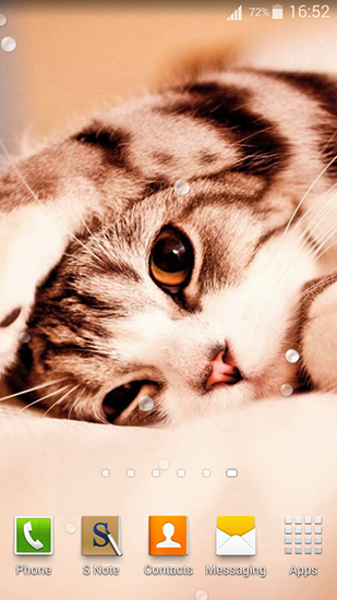 Cute cats - безкоштовно скачати живі шпалери на Андроїд телефон або планшет.