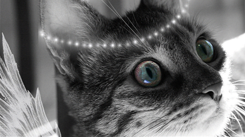 Android 用ライブ・ウォールペーパーズLtd.: かわいい猫をプレイします。ゲームCute cats by Live Wallpapers Ltd.の無料ダウンロード。