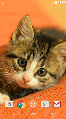 Cute cats by MISVI Apps for Your Phone - безкоштовно скачати живі шпалери на Андроїд телефон або планшет.