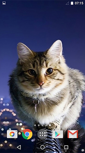 Fondos de pantalla animados a Cute cats by MISVI Apps for Your Phone para Android. Descarga gratuita fondos de pantalla animados Gatitos lindos.