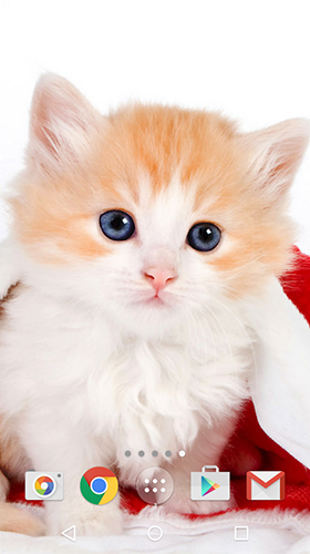 Скріншот Cute cats by MISVI Apps for Your Phone. Скачати живі шпалери на Андроїд планшети і телефони.