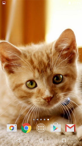 Capturas de pantalla de Cute cats by MISVI Apps for Your Phone para tabletas y teléfonos Android.