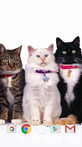 Як виглядають живі шпалери Cute cats by MISVI Apps for Your Phone.