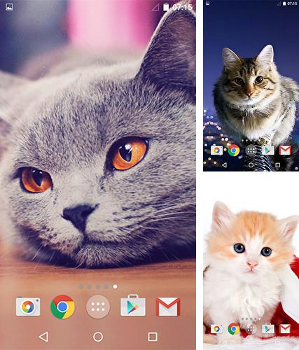 Cute cats by MISVI Apps for Your Phone - бесплатно скачать живые обои на Андроид телефон или планшет.