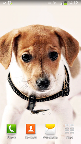 Cute dogs für Android spielen. Live Wallpaper Niedliche Hunde kostenloser Download.