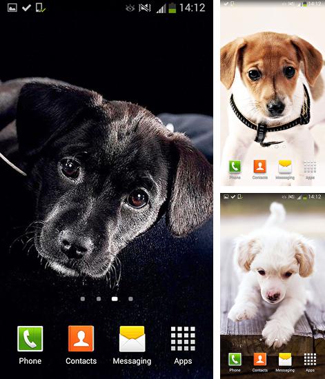 Kostenloses Android-Live Wallpaper Niedliche Hunde. Vollversion der Android-apk-App Cute dogs für Tablets und Telefone.