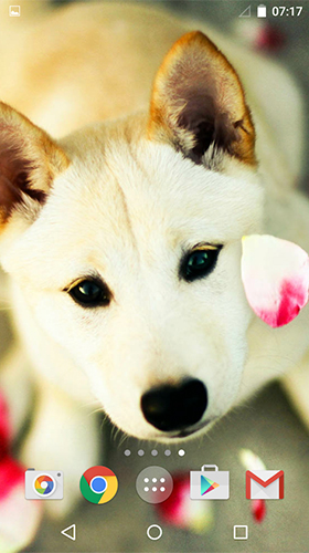 Téléchargement gratuit de Cute dogs by MISVI Apps for Your Phone pour Android.