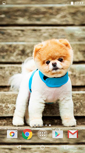 Écrans de Cute dogs by MISVI Apps for Your Phone pour tablette et téléphone Android.