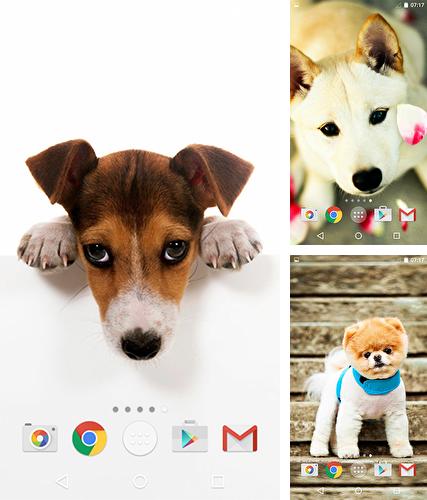 Cute dogs by MISVI Apps for Your Phone - бесплатно скачать живые обои на Андроид телефон или планшет.