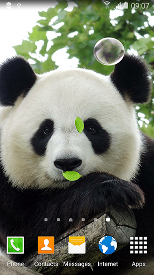 Descarga gratuita fondos de pantalla animados Panda simpática  para Android. Consigue la versión completa de la aplicación apk de Cute panda para tabletas y teléfonos Android.