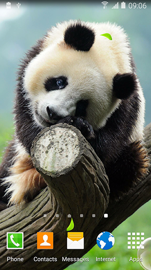 Fondos de pantalla animados a Cute panda para Android. Descarga gratuita fondos de pantalla animados Panda simpática .