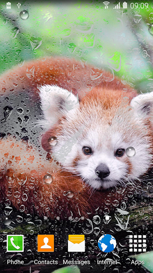 Écrans de Cute panda pour tablette et téléphone Android.