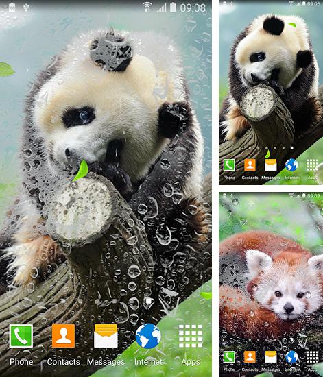Дополнительно к живым обоям на Андроид телефоны и планшеты Кошка, вы можете также бесплатно скачать заставку Cute panda.