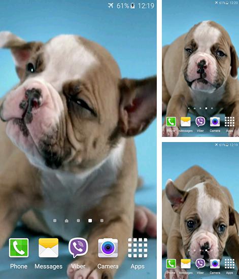 Además de fondo de pantalla animados Cócteles y bebidas para teléfonos y tabletas Android, también puedes descargarte gratis Cute puppies.