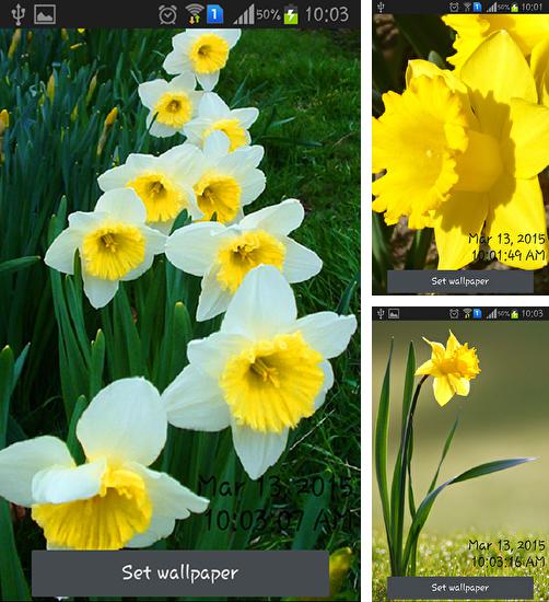 Daffodils - бесплатно скачать живые обои на Андроид телефон или планшет.