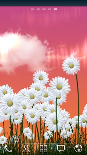 Download livewallpaper Daisies for Android. Get full version of Android apk livewallpaper Daisies for tablet and phone.