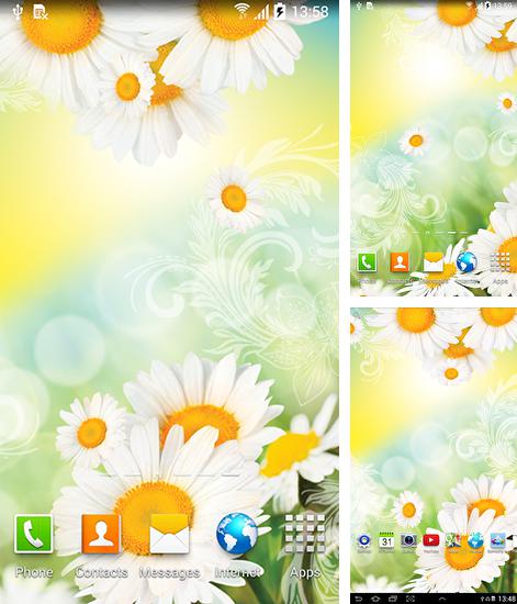 Daisies by Live wallpapers - бесплатно скачать живые обои на Андроид телефон или планшет.