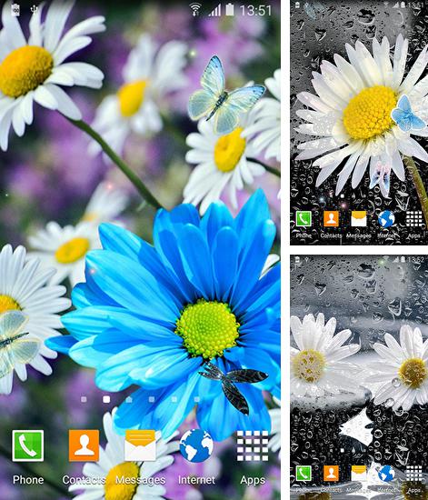 Daisies by Live wallpapers 3D