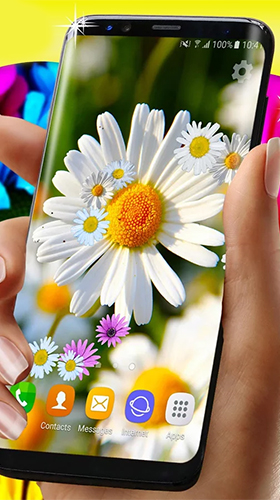 Daisies HQ - скріншот живих шпалер для Android.