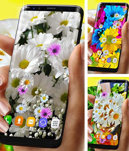 Download live wallpaper Daisies HQ for Android. Get full version of Android apk livewallpaper Daisies HQ for tablet and phone.