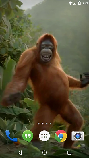 Dancing monkey für Android spielen. Live Wallpaper Tanzender Affe kostenloser Download.