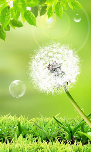 Download livewallpaper Dandelion for Android. Get full version of Android apk livewallpaper Dandelion for tablet and phone.