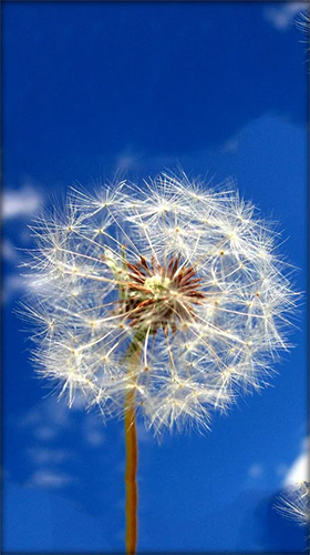 Download livewallpaper Dandelion by Live Wallpaper HD 3D for Android. Get full version of Android apk livewallpaper Dandelion by Live Wallpaper HD 3D for tablet and phone.