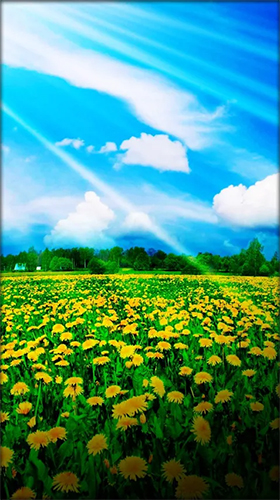 Screenshots of the Dandelion by Live Wallpaper HD 3D for Android tablet, phone.