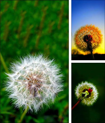 Download live wallpaper Dandelion by Live Wallpaper HD 3D for Android. Get full version of Android apk livewallpaper Dandelion by Live Wallpaper HD 3D for tablet and phone.