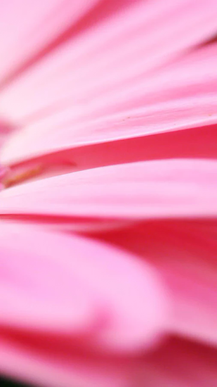 Delicate beauty. Flower - безкоштовно скачати живі шпалери на Андроїд телефон або планшет.