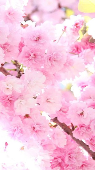 Delicate beauty. Flower für Android spielen. Live Wallpaper Zarte Schönheit: Blume kostenloser Download.