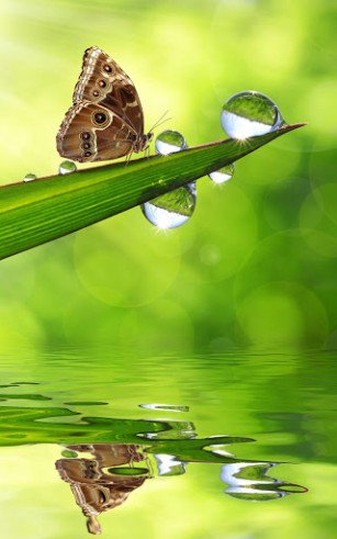 Download Dew drops - livewallpaper for Android. Dew drops apk - free download.