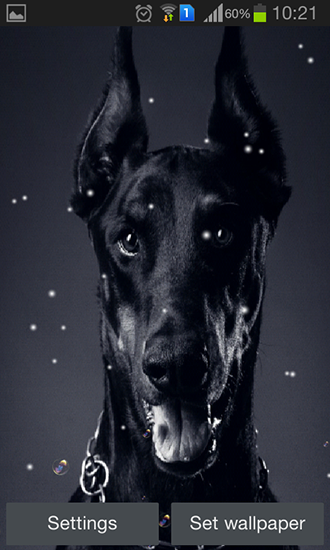 Baixe o papeis de parede animados Doberman para Android gratuitamente. Obtenha a versao completa do aplicativo apk para Android Doberman para tablet e celular.