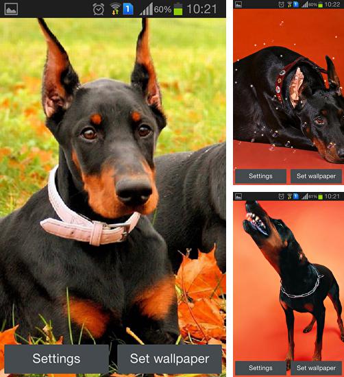 Download live wallpaper Doberman for Android. Get full version of Android apk livewallpaper Doberman for tablet and phone.