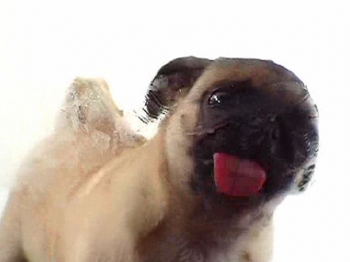 Baixe o papeis de parede animados Dog licker para Android gratuitamente. Obtenha a versao completa do aplicativo apk para Android Lambedor de cachorro para tablet e celular.