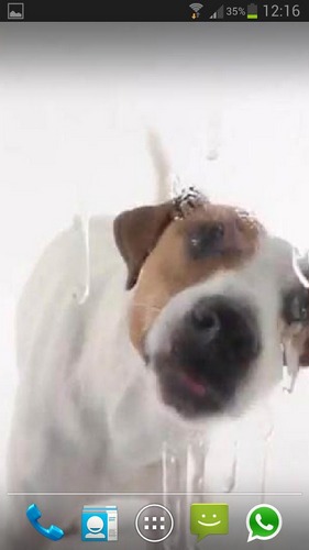 Papeis de parede animados Cachorro lambe a tela para Android. Papeis de parede animados Dog licks screen para download gratuito.