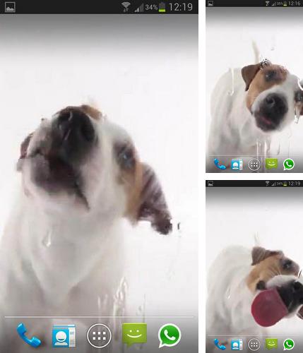 Kostenloses Android-Live Wallpaper Ein Hund leckt Bildschirm ab. Vollversion der Android-apk-App Dog licks screen für Tablets und Telefone.