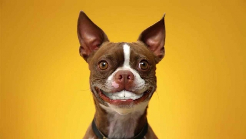 Dog smiles für Android spielen. Live Wallpaper Hundelächeln kostenloser Download.