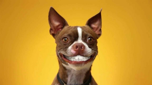 Écrans de Dog smiles pour tablette et téléphone Android.