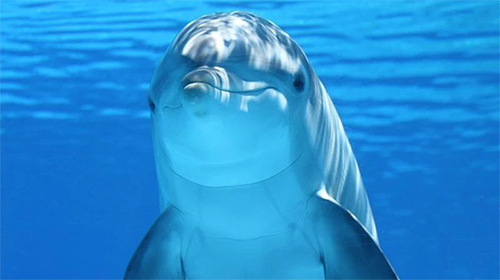 Dolphins 3D by Mosoyo - бесплатно скачать живые обои на Андроид телефон или планшет.