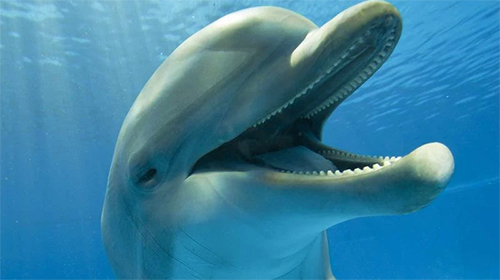 Dolphins 3D by Mosoyo - скачать бесплатно живые обои для Андроид на рабочий стол.