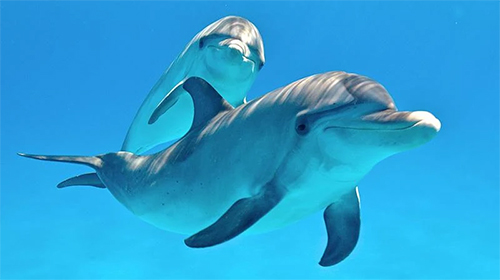 Dolphins 3D by Mosoyo - скриншоты живых обоев для Android.