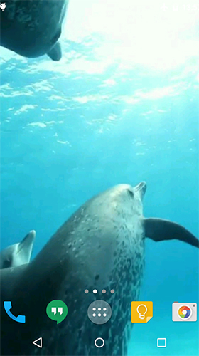 Dolphins HD by Cambreeve für Android spielen. Live Wallpaper Delphine kostenloser Download.