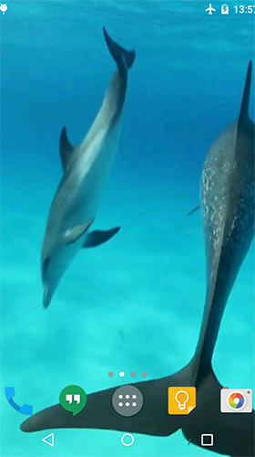 Скріншот Dolphins HD by Cambreeve. Скачати живі шпалери на Андроїд планшети і телефони.