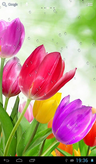 Drops on tulips - бесплатно скачать живые обои на Андроид телефон или планшет.