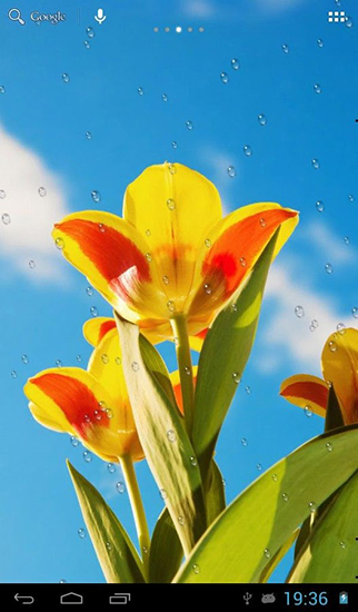 Fondos de pantalla animados a Drops on tulips para Android. Descarga gratuita fondos de pantalla animados Gotas en los tulipanes.