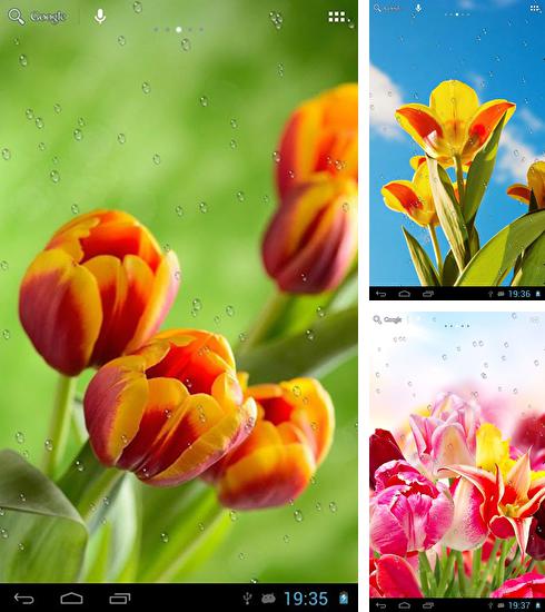 Drops on tulips - бесплатно скачать живые обои на Андроид телефон или планшет.