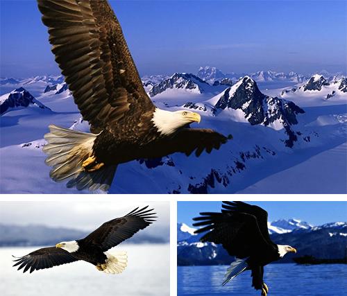 Download live wallpaper Eagle by KKPICTURE for Android. Get full version of Android apk livewallpaper Eagle by KKPICTURE for tablet and phone.
