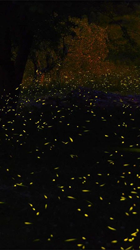 Fondos de pantalla animados a Fireflies 3D by Live Wallpaper HD 3D para Android. Descarga gratuita fondos de pantalla animados Luciérnagas.