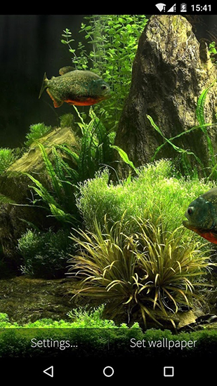 Fish aquarium 3D